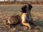 Dog Grooming, Dog Wash.JPG