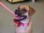 Wash n Wags self service dog wash & dog grooming too!.JPG