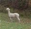 Provided by Northstar Alpaca Farm, Corinth 