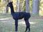 Provided by Northstar Alpaca Farm, Corinth 