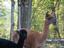 Provided by Northstar Alpaca Farm, Corinth 