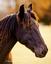 Provided by Steve G Bisig Photography, Ellensburg 