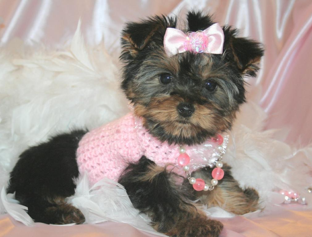 Yorkie Breeders