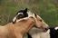 Athletic Equine-Synergy Massage