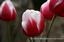 Provided by Corinne Wheelock Photography, Windsor 