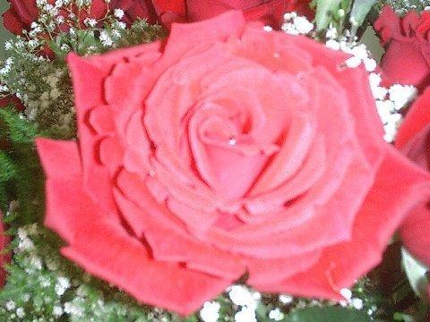 Wedding Flowers Miami on Perla Farms Miami Florist Wedding Flowers Nationwide Miami 33126
