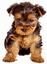 DeWEESE KENNELS and Small Dog Rescue