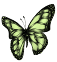 BUTTERFLY FLORAL & EVENT DESIGN