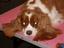 Provided by Animal Central, Elbridge 