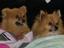 Jodie's Precious Poms