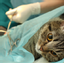 Provided by Emergency Pet Hospital, Orlando 