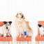 Provided by Emergency Pet Hospital, Orlando 