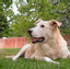 Provided by Emergency Pet Hospital, Orlando 