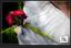 Provided by Red Carpet Flower & Gift Shop, Durham 
