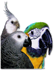bird supply of new hshire nashua nh 03063 888 319 0136 bird supply of new hshire nashua nh 03063 888 319 0136