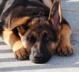 Dog Exercise
