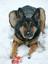 Provided by NW Canine Connection, Vashon 