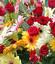 Avant Garden Florist