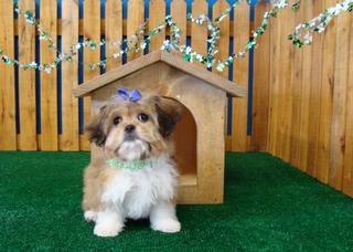 Woofers Grooming & Goodies - Spanaway, WA