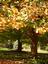 Provided by LaFountain Tree Specialists, Oakland 