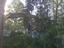Provided by LaFountain Tree Specialists, Oakland 