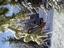Provided by LaFountain Tree Specialists, Oakland 