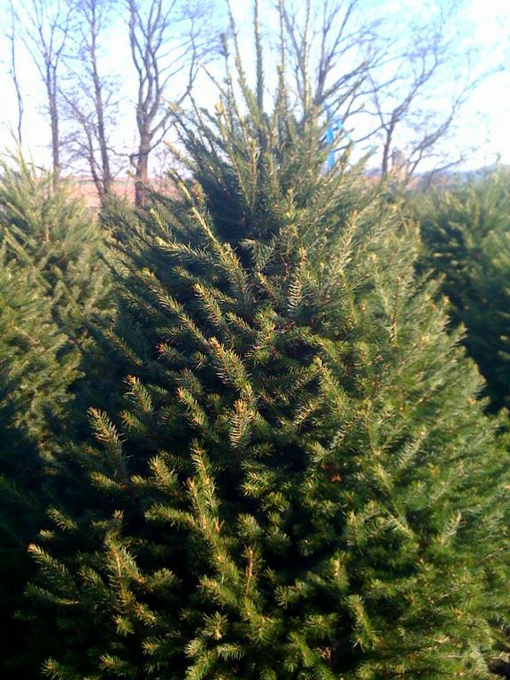 clarks christmas tree farm cochranville pa 19330 610 clarks christmas tree farm cochranville pa 19330 610