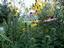 Provided by RollingAcres Native Landscape Nursery LLC, Reedsville 