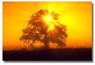 Aaa Affordable Tree Svc - Tipp City, OH