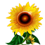 image for the product advertised