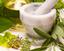 Two Bear Herbs & Holistic Health