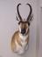 Provided by Willow Grove Taxidermy, Ennis 