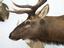 Provided by Willow Grove Taxidermy, Ennis 