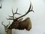 Provided by Willow Grove Taxidermy, Ennis 