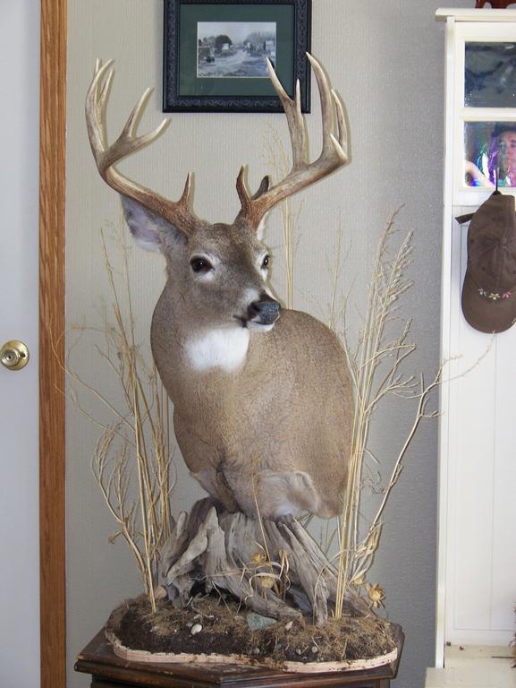 piedestal dex ~ pictures for willow grove taxidermy in ennis, mt 59729 piedestal dex ~ pictures for willow grove taxidermy in ennis, mt 59729