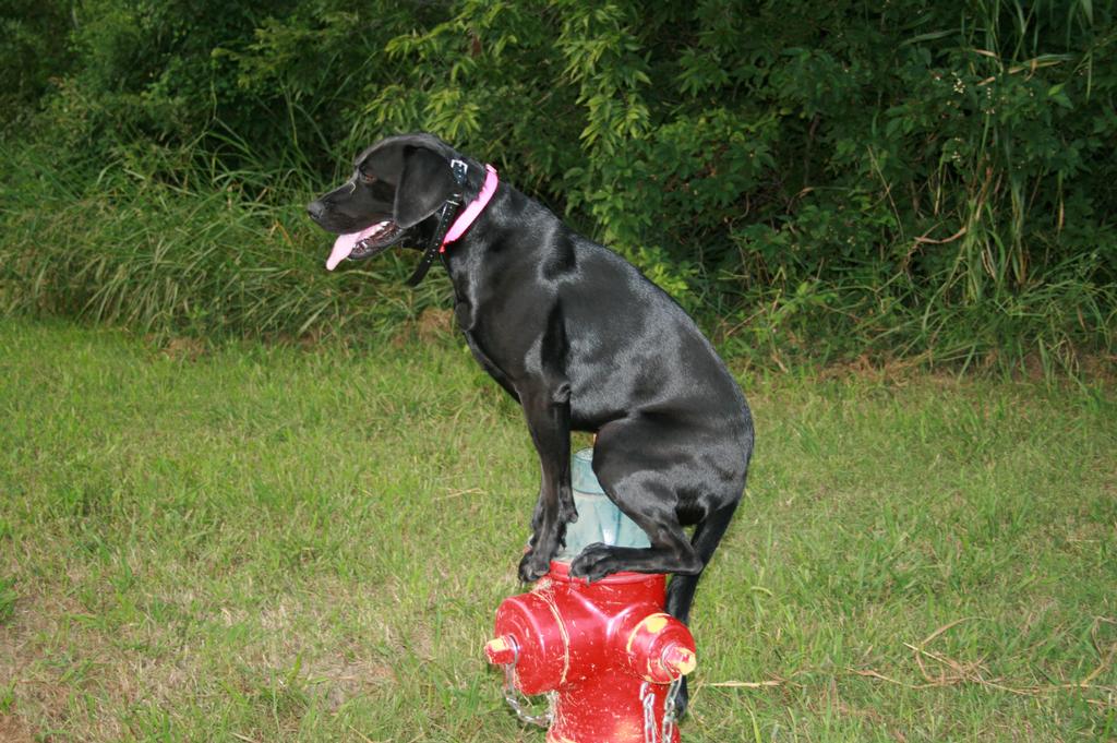 trained companion for sale pictures for leash k9 indianapolis in indianapolis in 46250 trained companion for sale pictures for leash k9 indianapolis in indianapolis in 46250