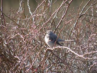 Wild Bird Kingdom - Metuchen, NJ