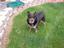 Provided by K9 Playtime Professional Pet Sitting, Billings 