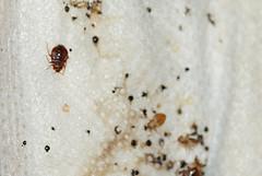 Everything You Ever Wanted To Know About Bed Bugs Rentlizard