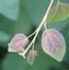 PendulousPlants