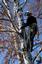 Heavens Tree Trimming, LLC. 352-246-6623