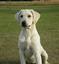 Cedar Creek Retrievers