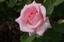 Provided by Foppe Photography, Dow 