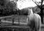Provided by Missa's Equine Design, Roseville 