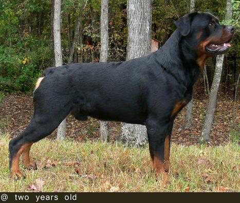 redyre rottweilers eternal moon rottweilers apex nc 27523 757 615 8260 breeders redyre rottweilers eternal moon rottweilers apex nc 27523 757 615 8260 breeders