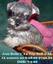 Provided by Lit'l Bit of Heaven Puppy Farm, Dime Box 