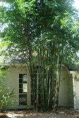 Bamboo Nursery - Franklinton, LA