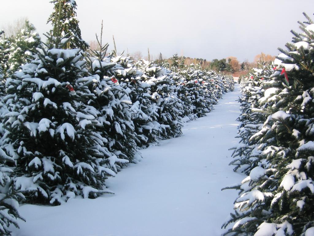 medina christmas tree farm medina oh 44256 330 723 2106 medina christmas tree farm medina oh 44256 330 723 2106