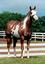 Provided by RHR Farms, LLC operating at Remington Farms (Colorado and Kentucky), Two Locations: in CO 