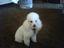 Provided by a van gogh mobile pet grooming, cartersville 